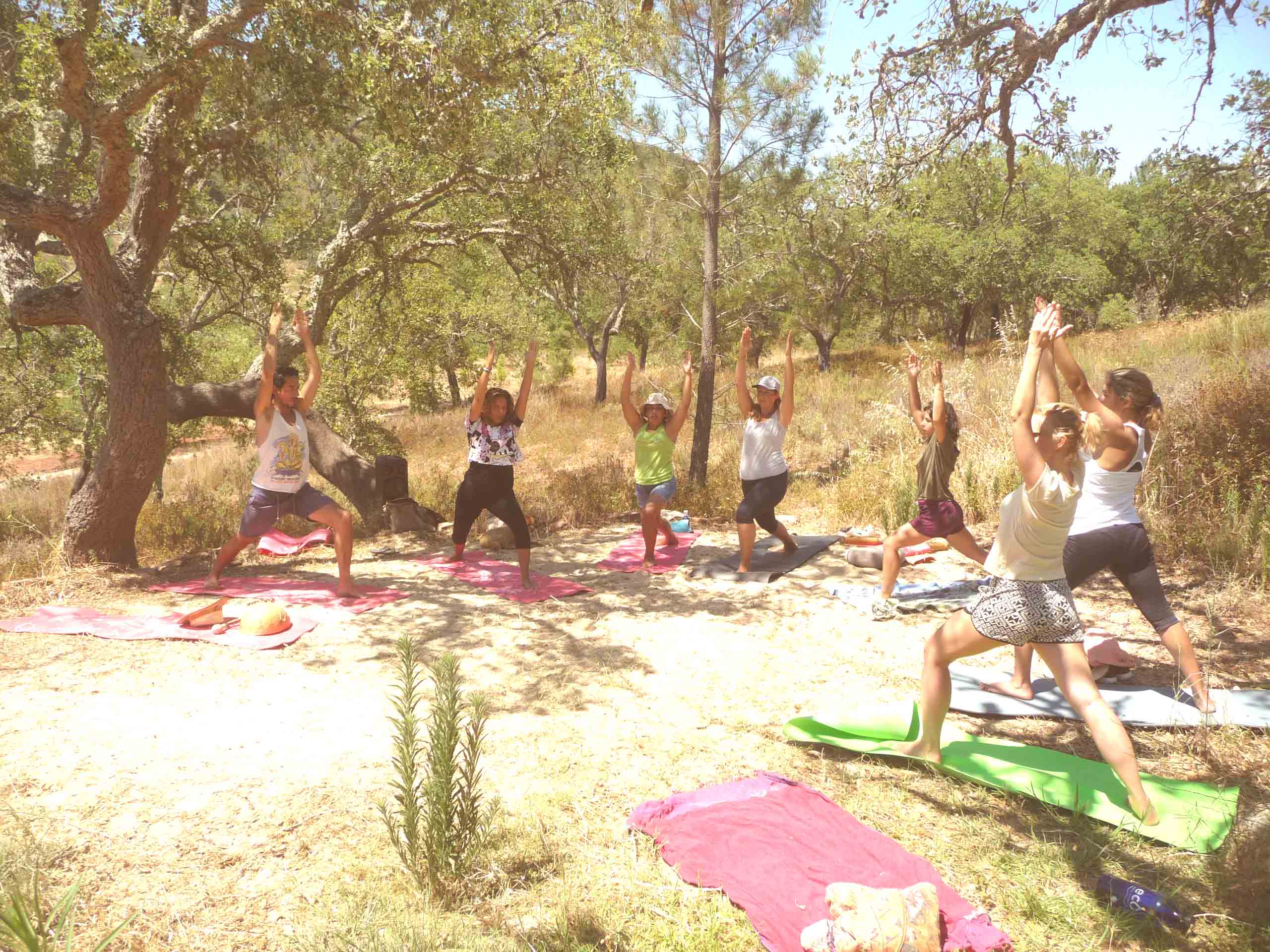 Group of people practicing yoga outdoors in a sunny olive grove.