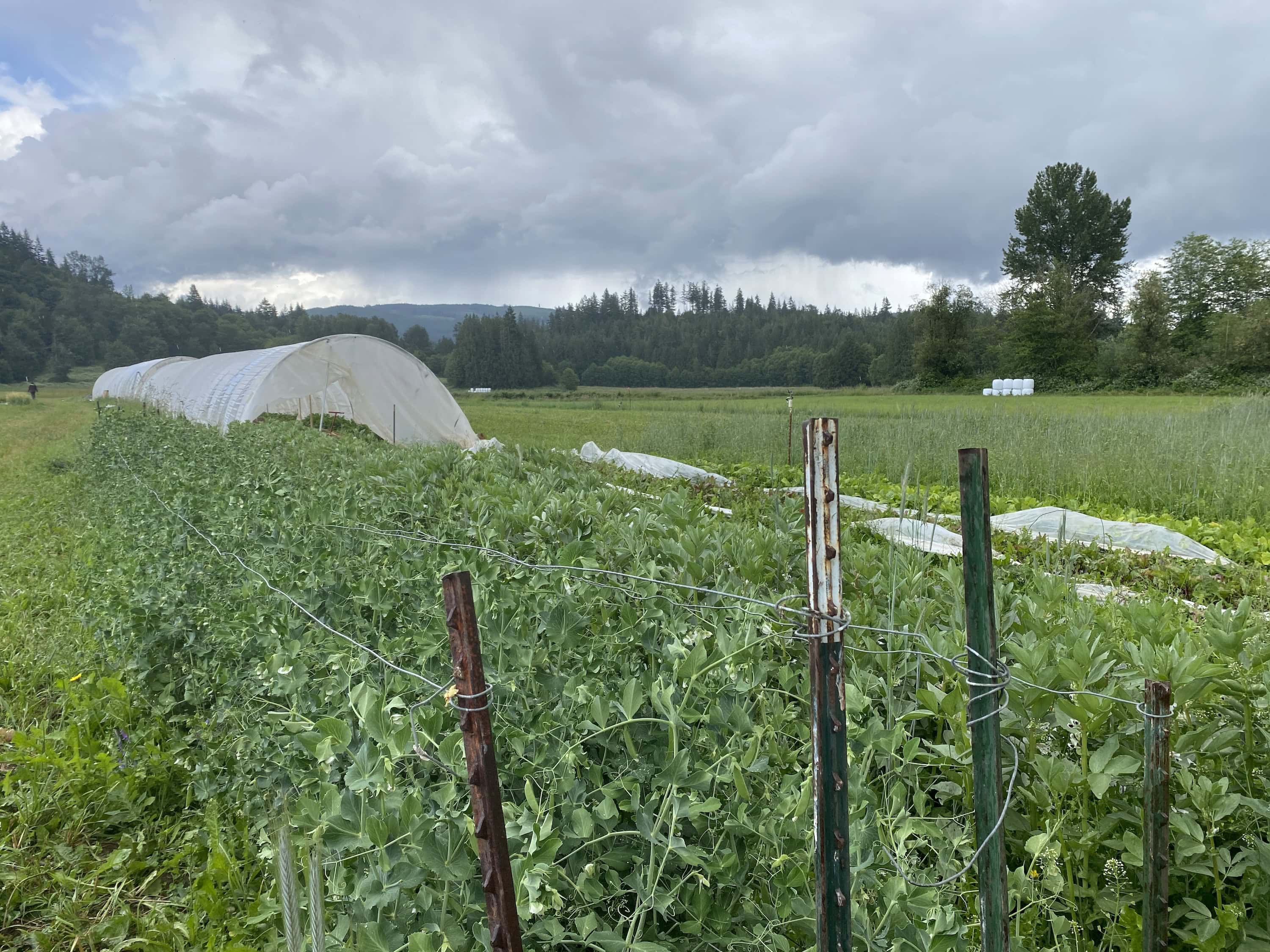 Organic farm beds with row cover tunnels and a distant greenhouse under cloudy sky.