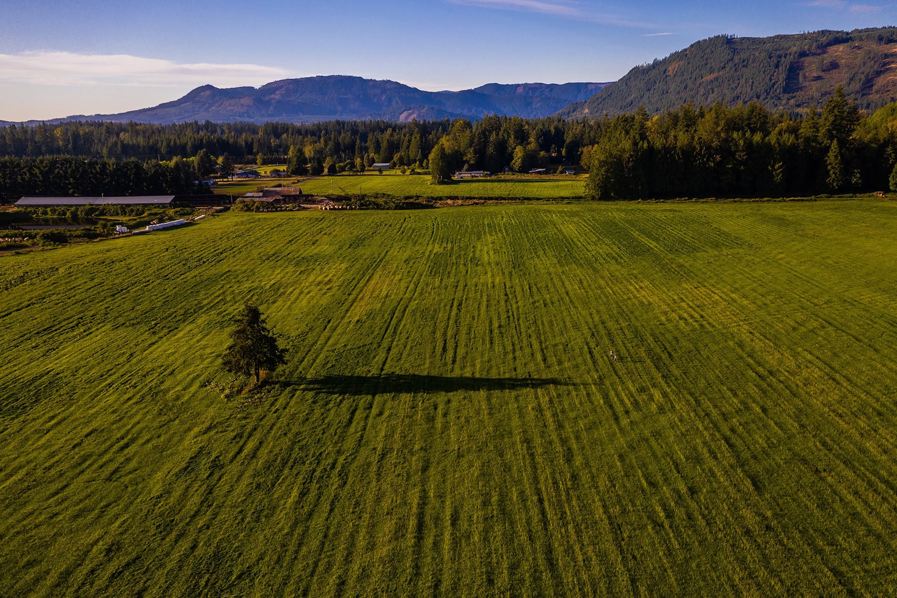 Aerial view of a green field with a lone tree and distant forest under a clear sky.
