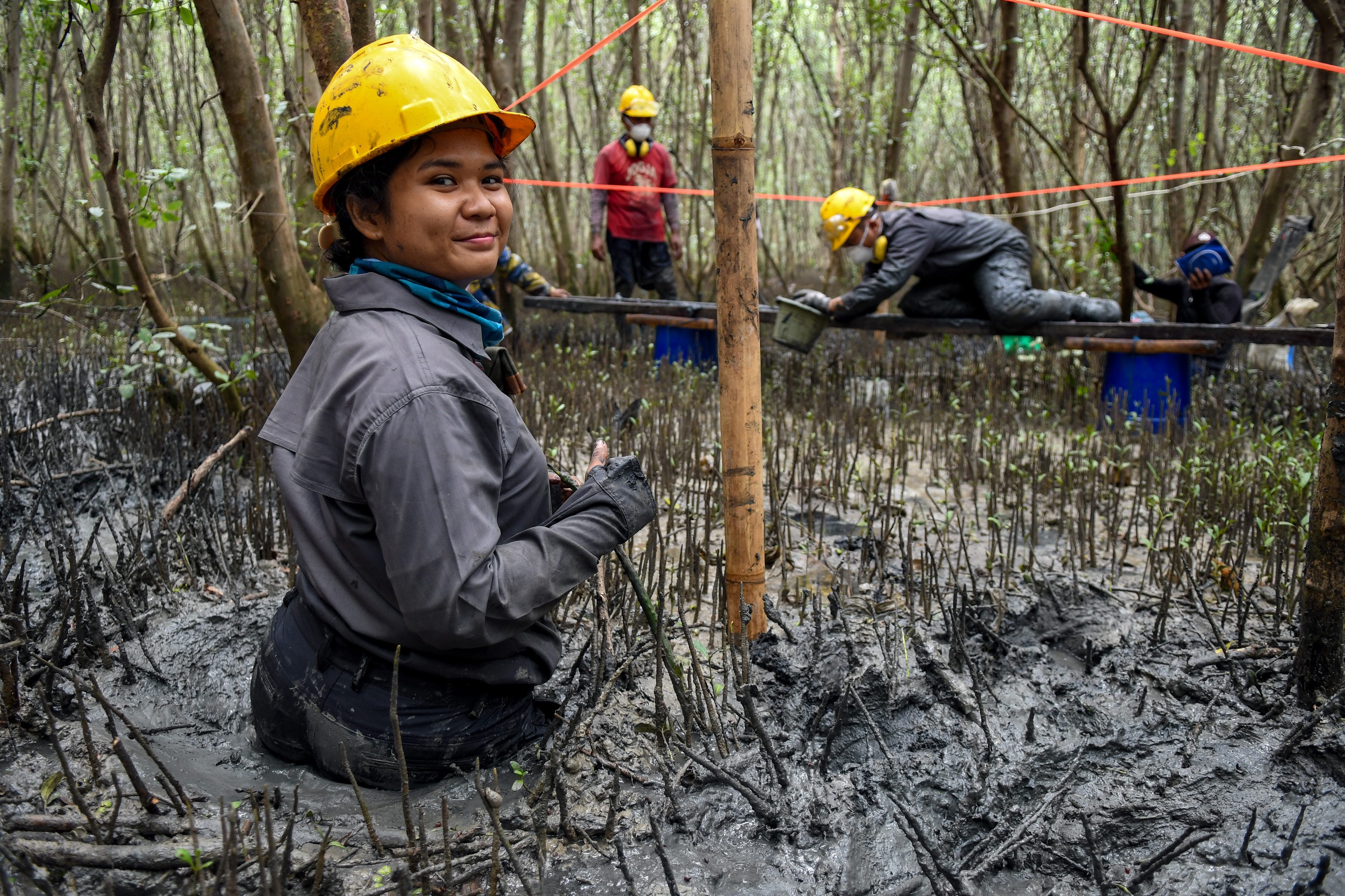 Volunteer workers in yellow helmets rebuilding mangrove wetlands.
