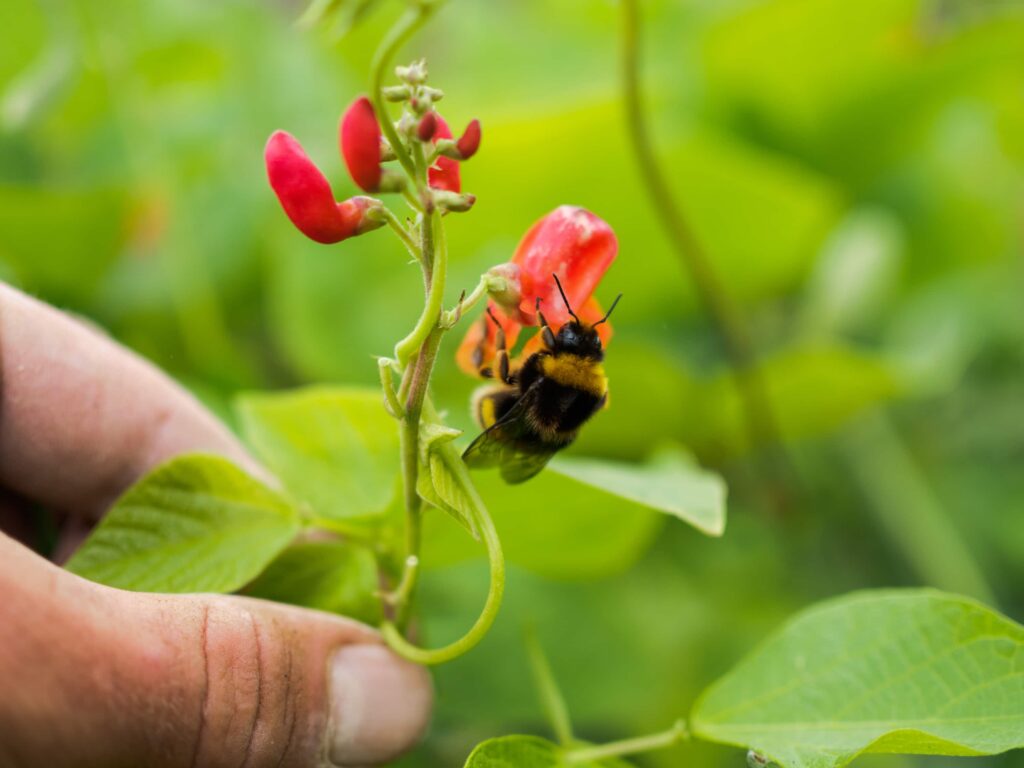 Bee collecting nectar on a red bean flower in a green garden.