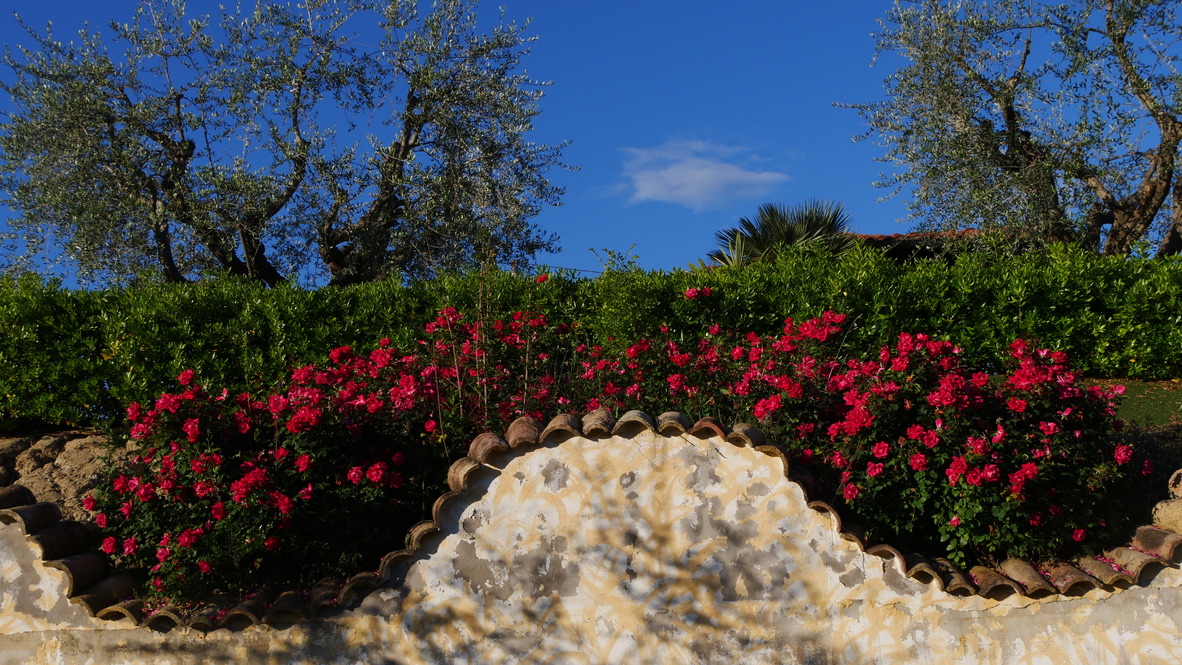 Pathways through a vibrant garden with red flowers and blue sky.