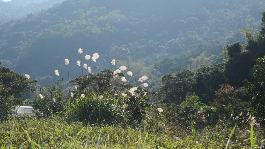 Scenic hillside meadow with tall grasses and distant forested mountains.