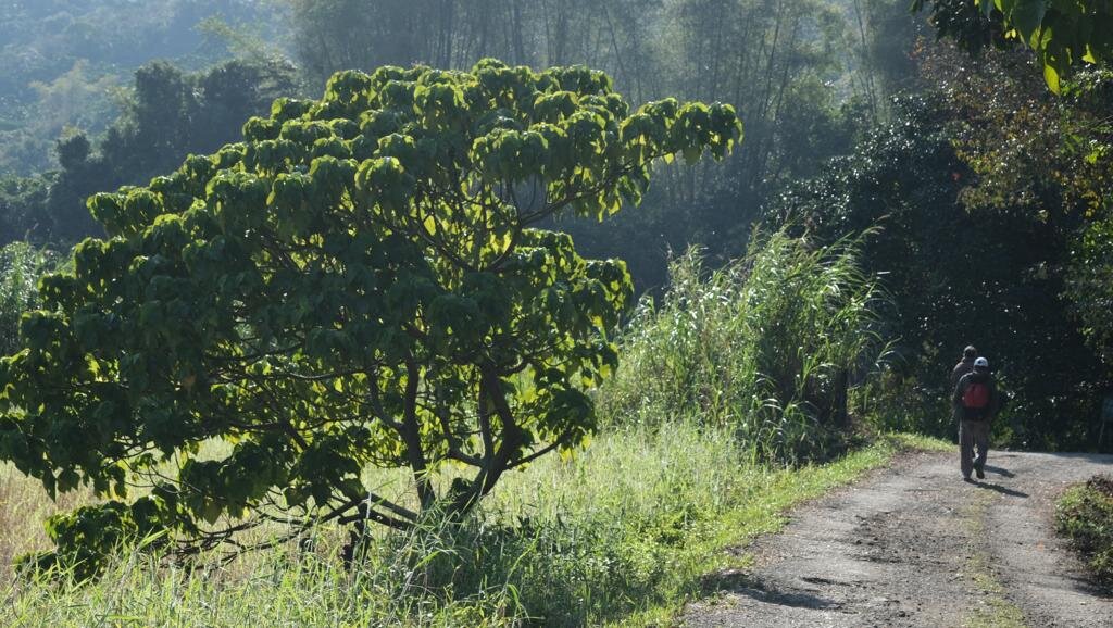 Lush green hillside path with a cyclist on a dirt road beside a sculpted tree.