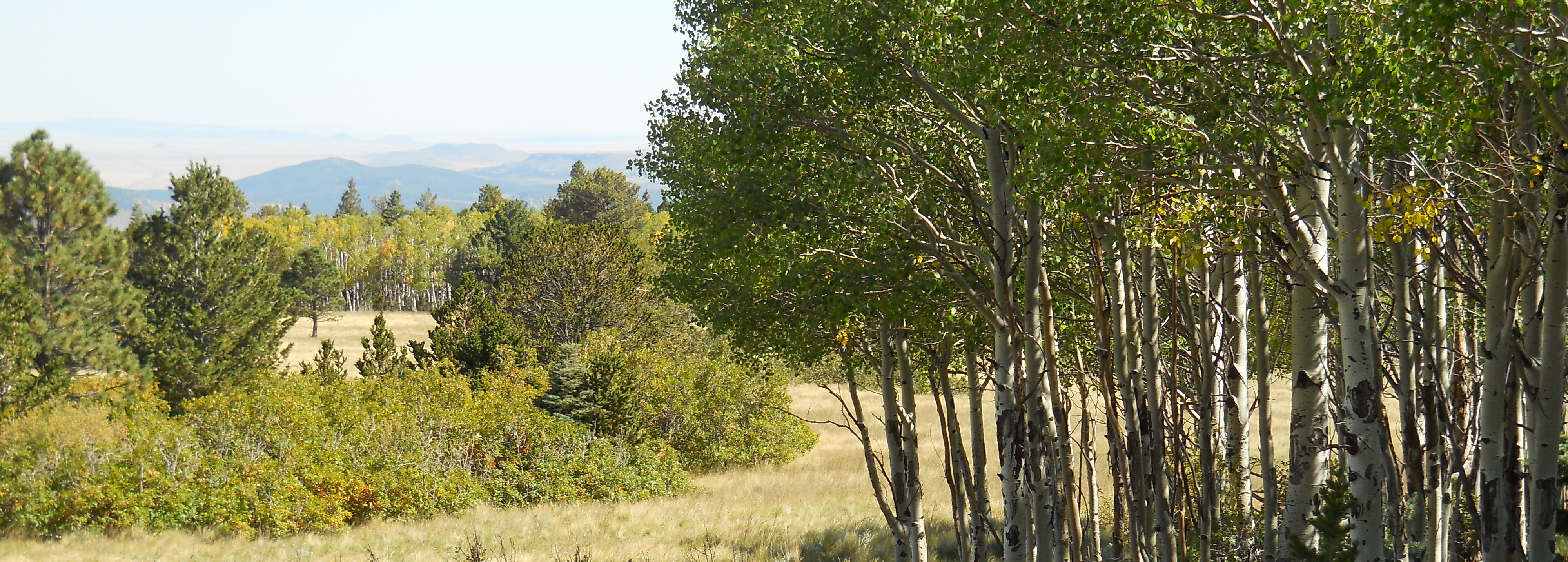 Scenic landscape with birch trees and rolling hills for eco living.