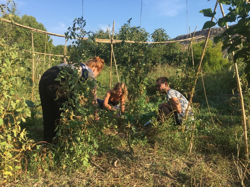 People tending plants in a sunlit community garden with trellises and climbing vines.