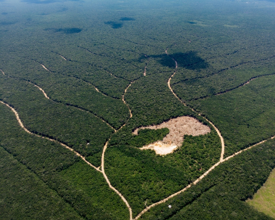 Bird’s-eye view of a dense forest with winding dirt paths forming a network.