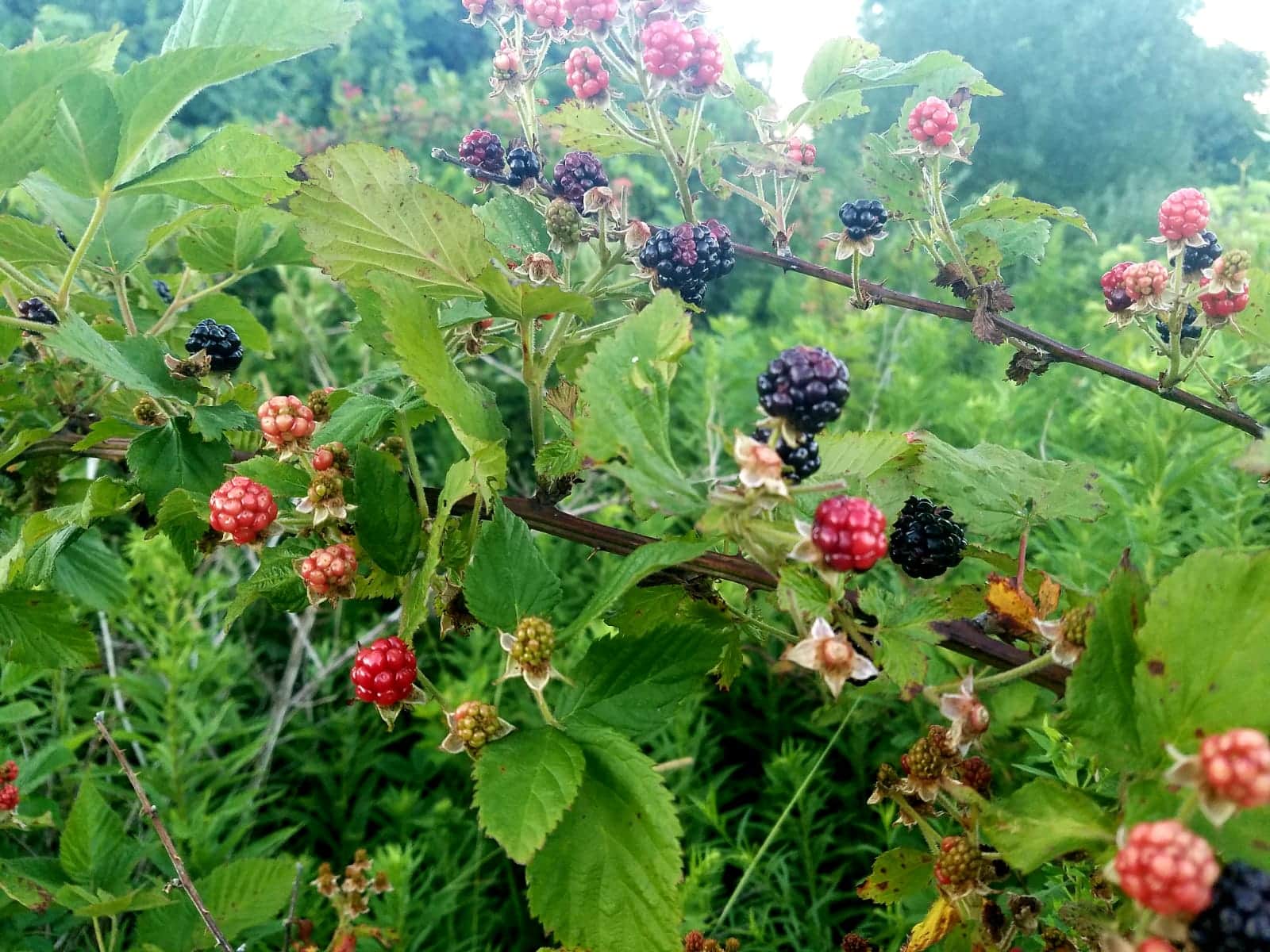 Wild blackberry plant with ripe red and dark berries in a garden setting.