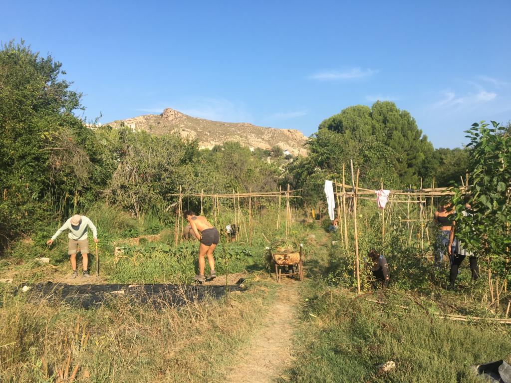 People working in a community garden at an ecovillage with wooden trellises and lush greenery.