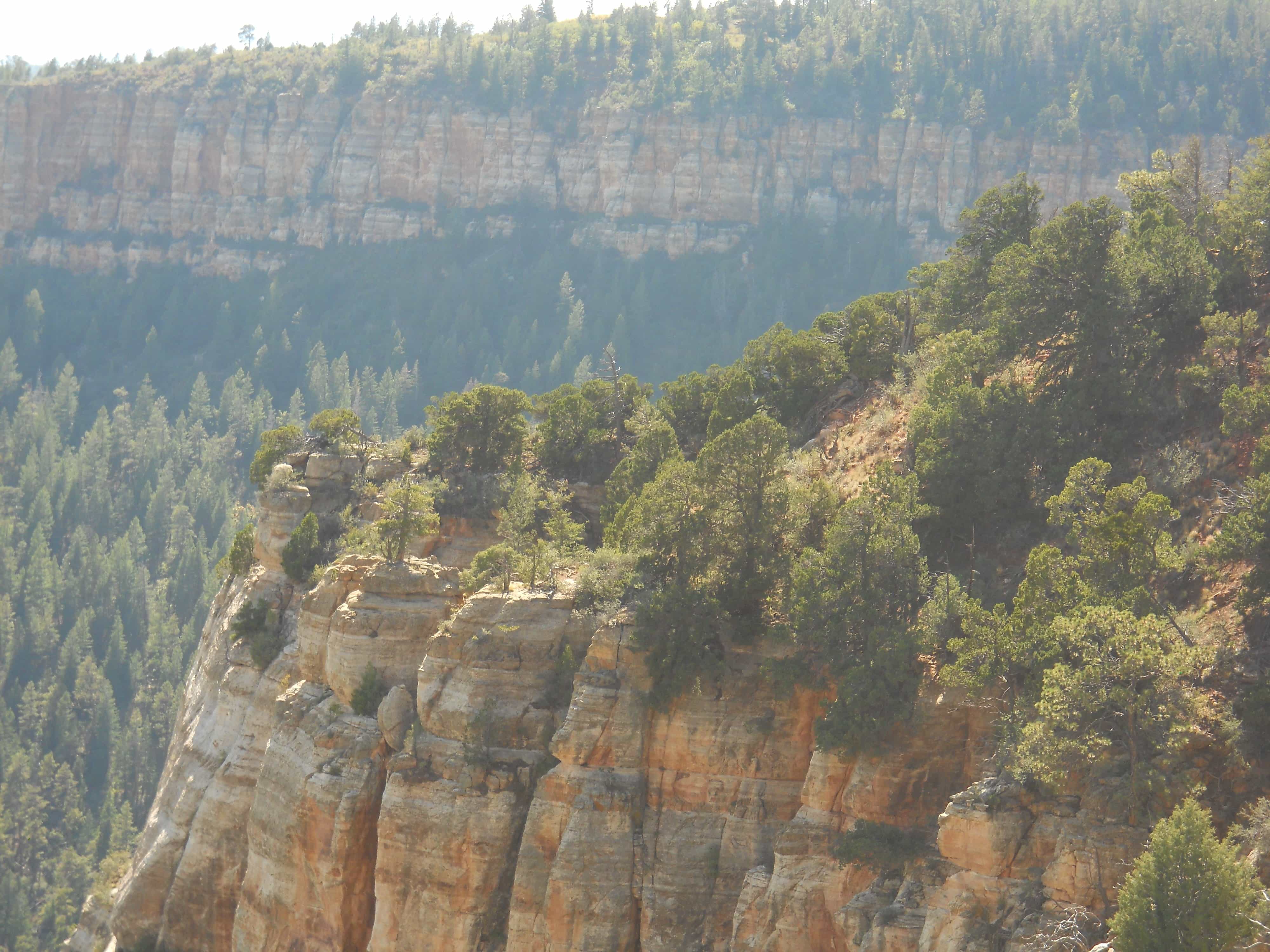 View of cliff edge with pine trees and layered rock formations.