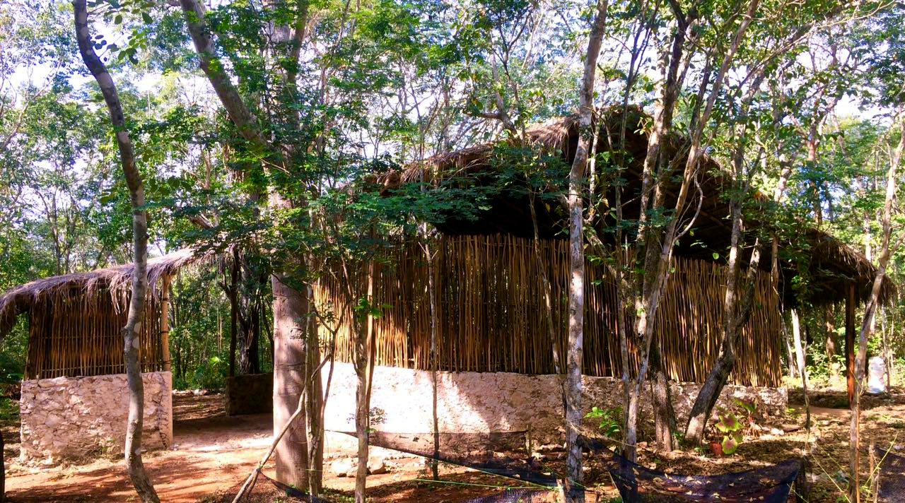 Traditional eco village thatched shelter among trees in a woodland setting.