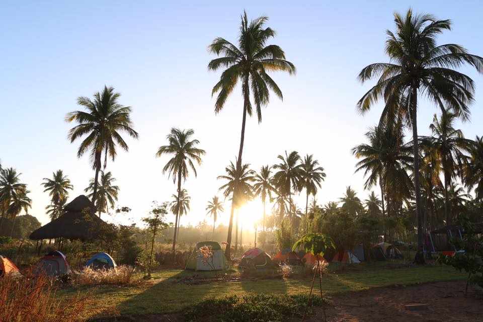 Sunrise over palm trees at eco village campsite with tents.