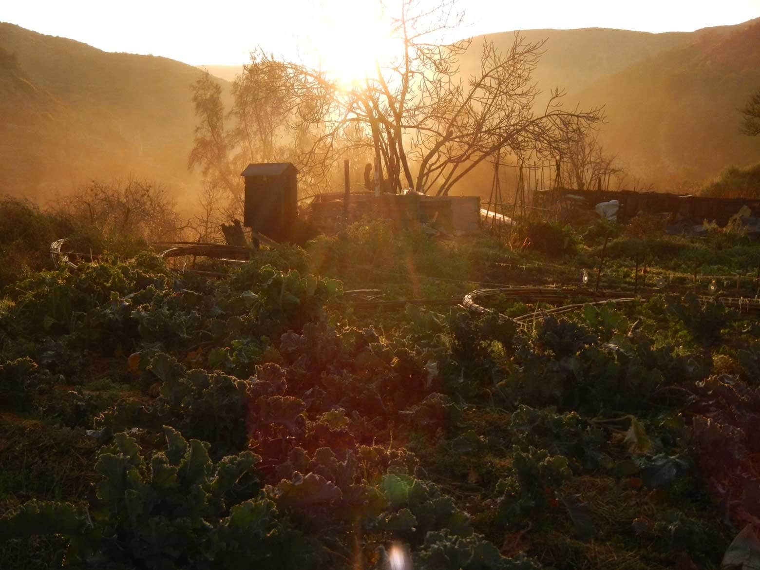 Sunseed desert garden at sunset with plants and rustic structures.