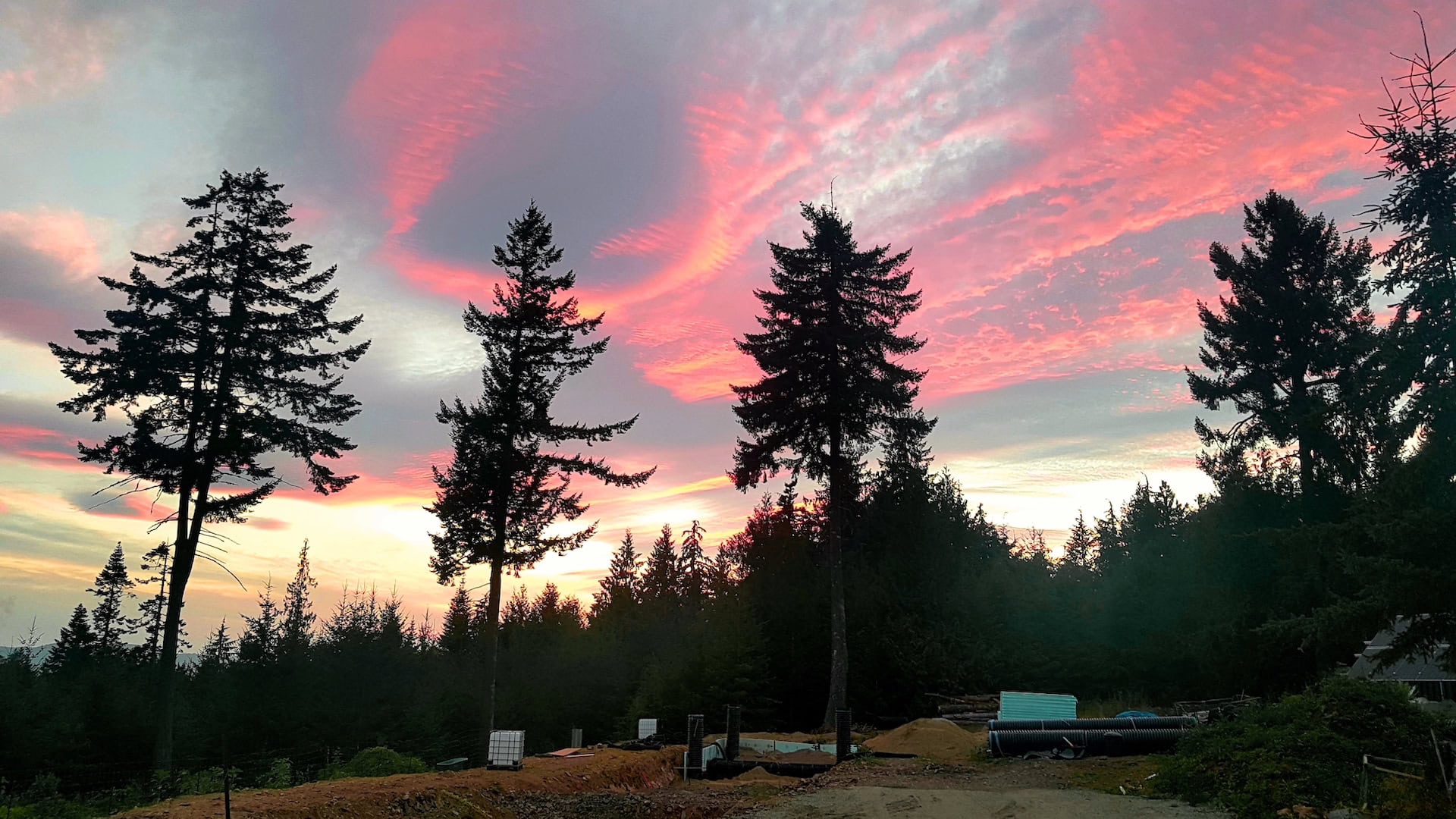 Sunset over tall trees in a forest with pink and orange sky.