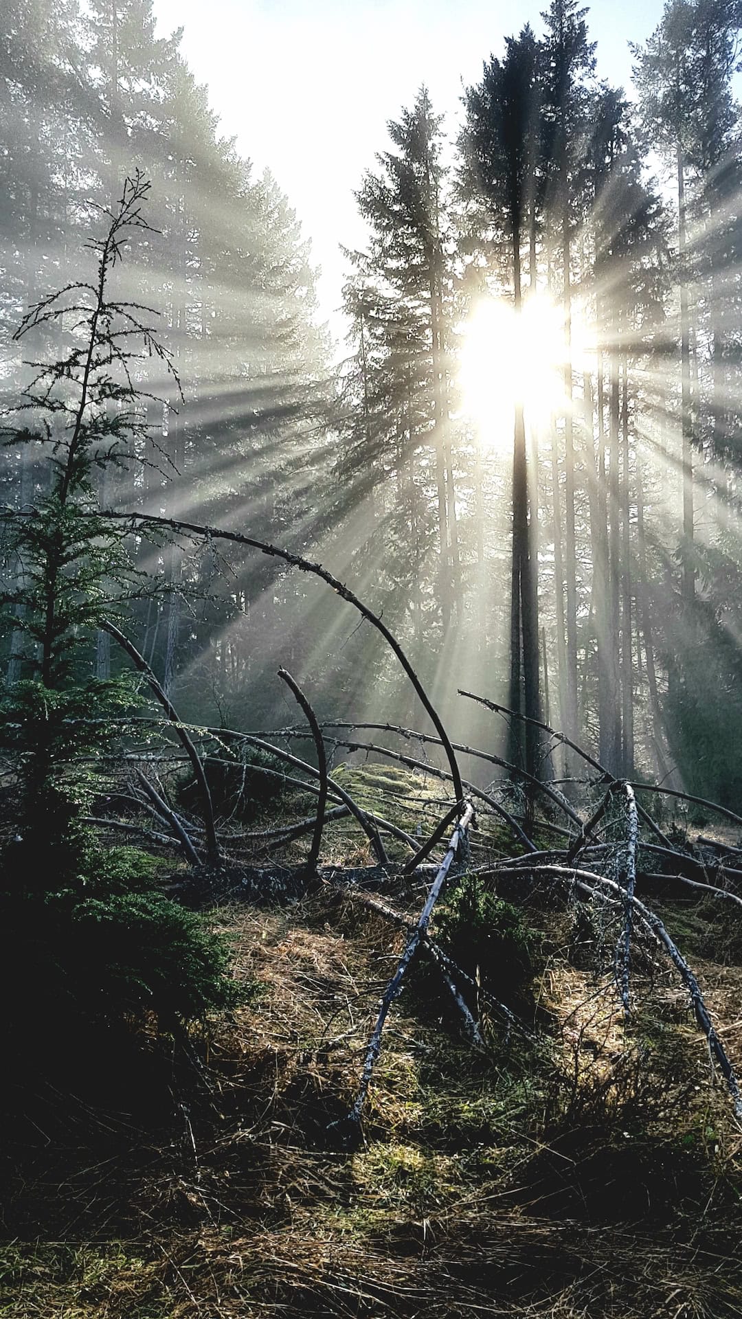 Sun rays through tall pine trees in a serene forest.