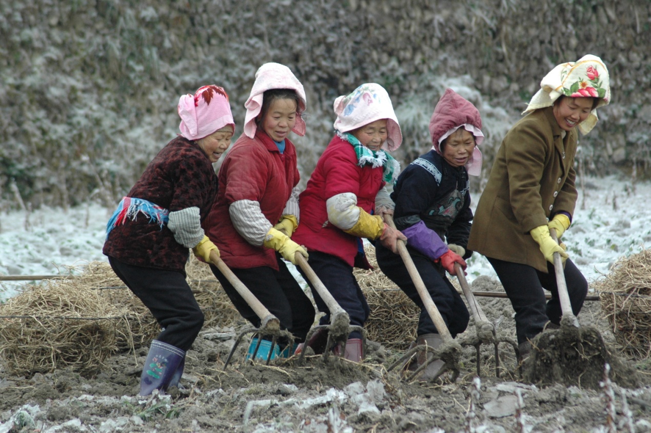Group of women working together with rakes in a field.