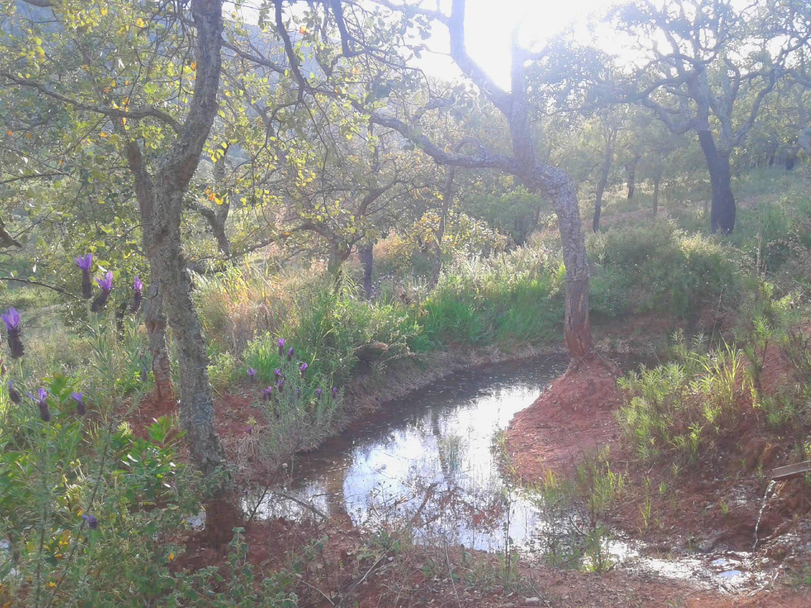 Waterway winding through trees in a sunlit woodland.