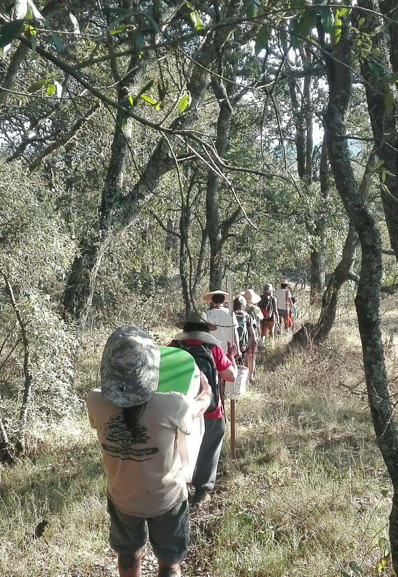 Group of hikers walking along a path between trees with backpacks.