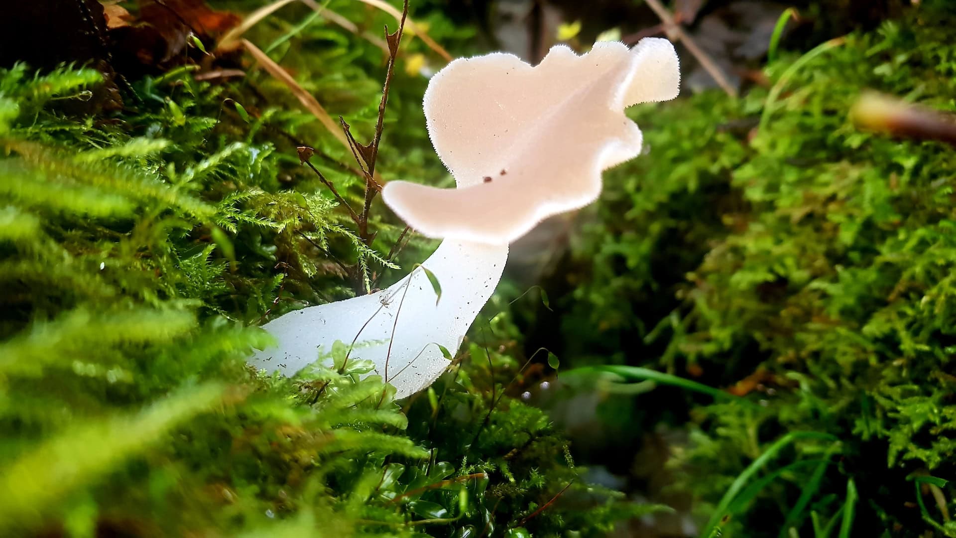 Mossy forest floor with a pale cup fungus.