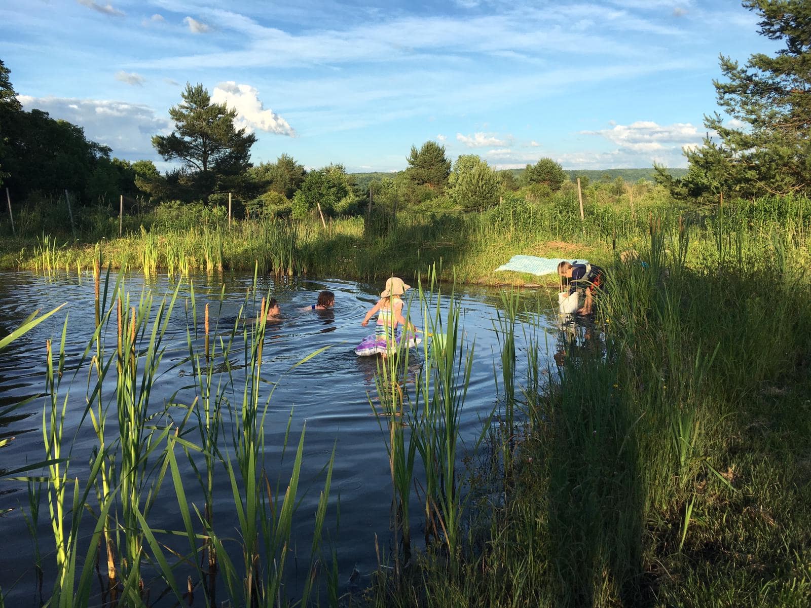 People swimming in a natural pond surrounded by tall reeds and greenery.