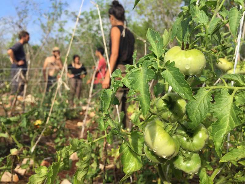 People in a community garden inspecting tomato plants in a greenhouse.