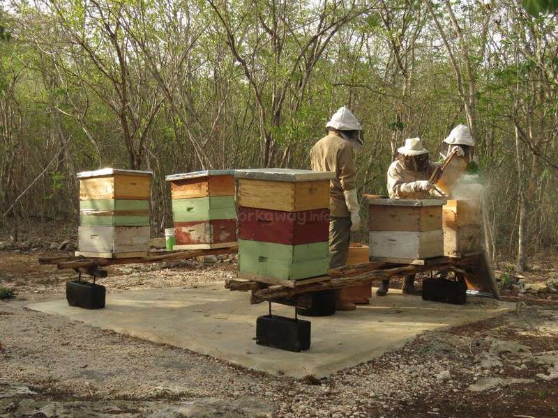 Beekeepers in protective gear tending colorful hives in a natural setting.