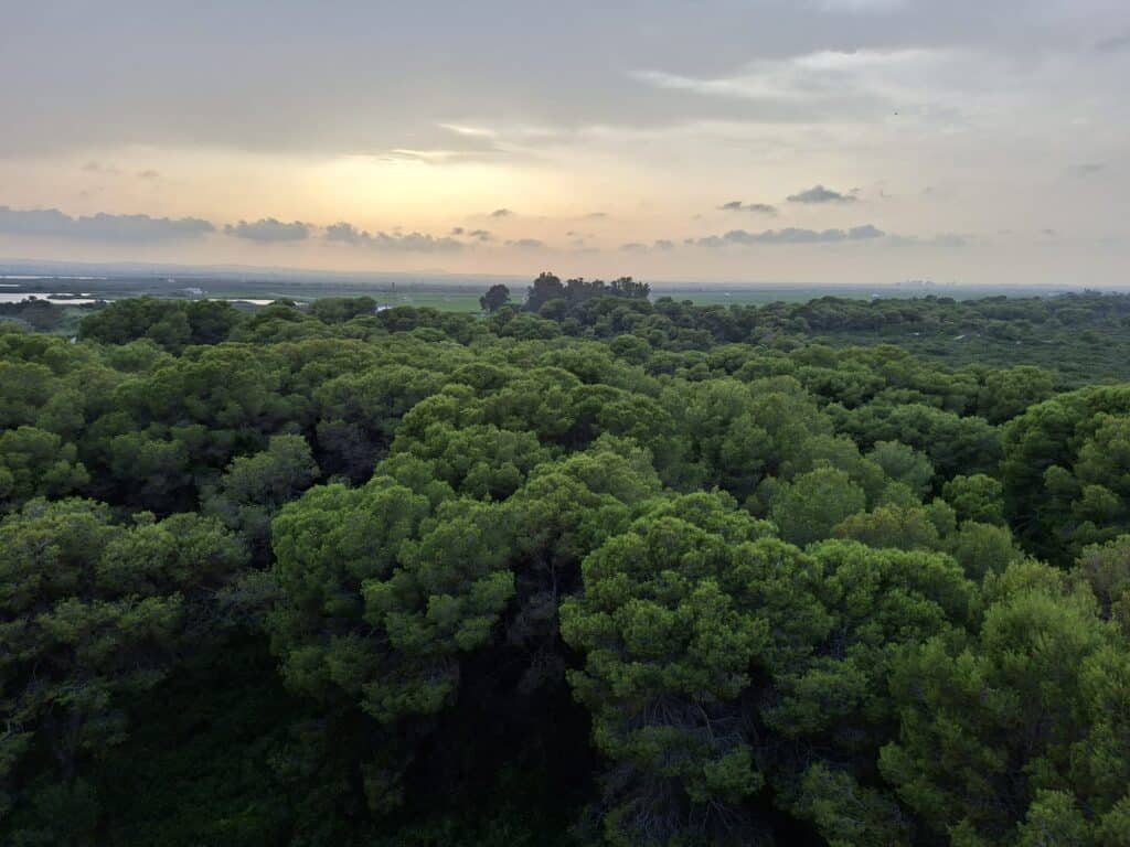 Lush green forest canopy with distant horizon and sunset.