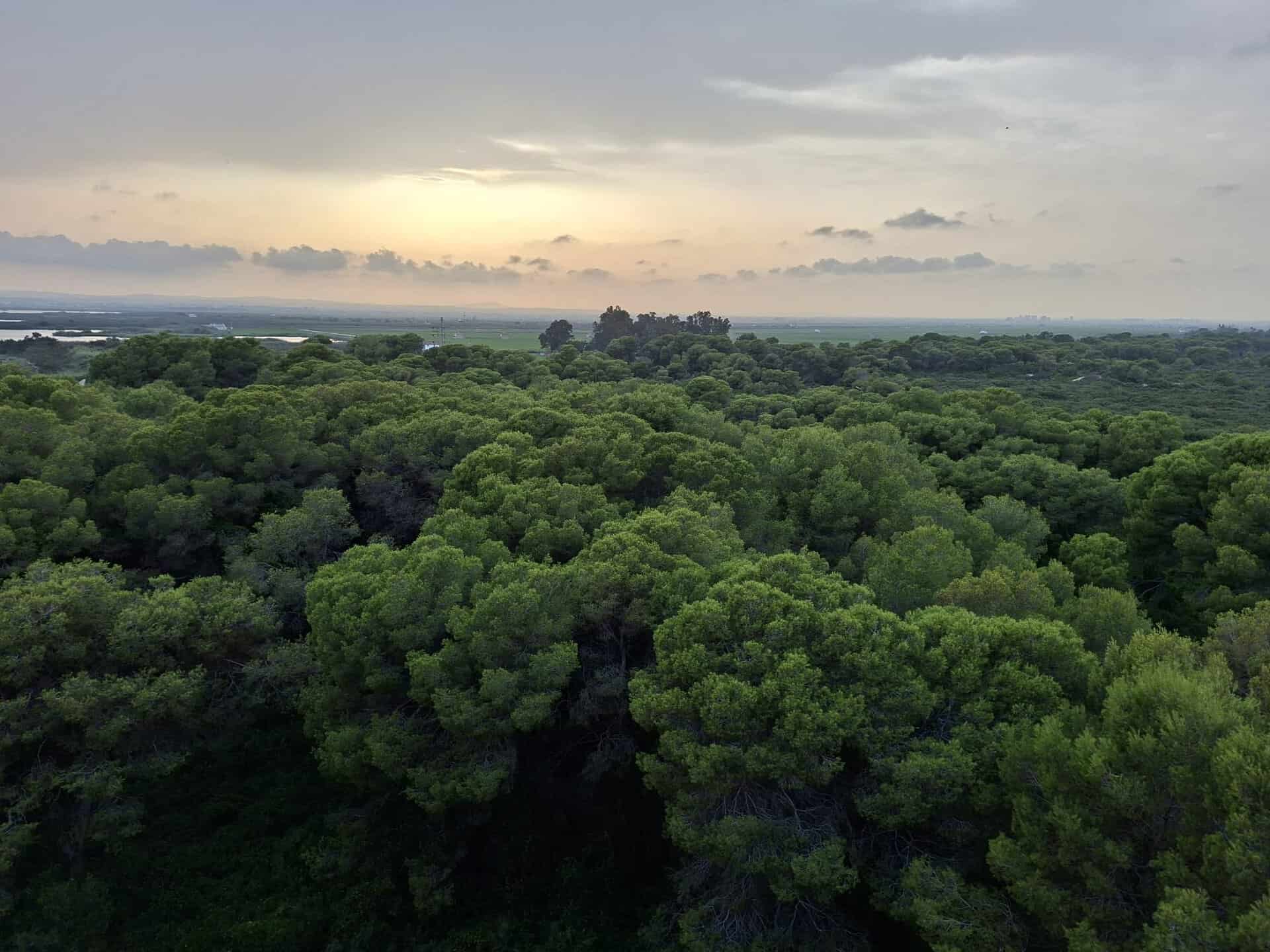 Lush green forest canopy with distant horizon and sunset.