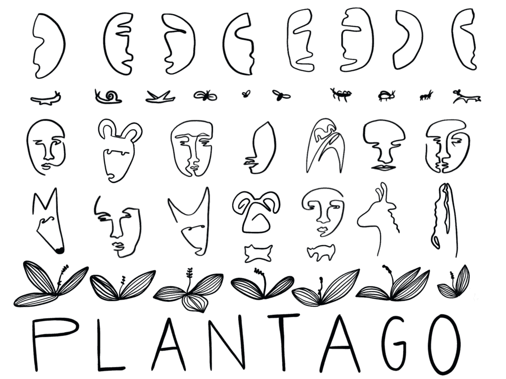 Abstract line drawing of faces, floral motifs and plant leaves forming the word PLANTAGO.