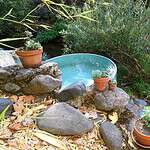 Small pond with potted succulents surrounded by rocks and greenery.