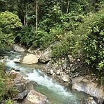 Lush green forest with flowing stream and rocks in an ecovillage.