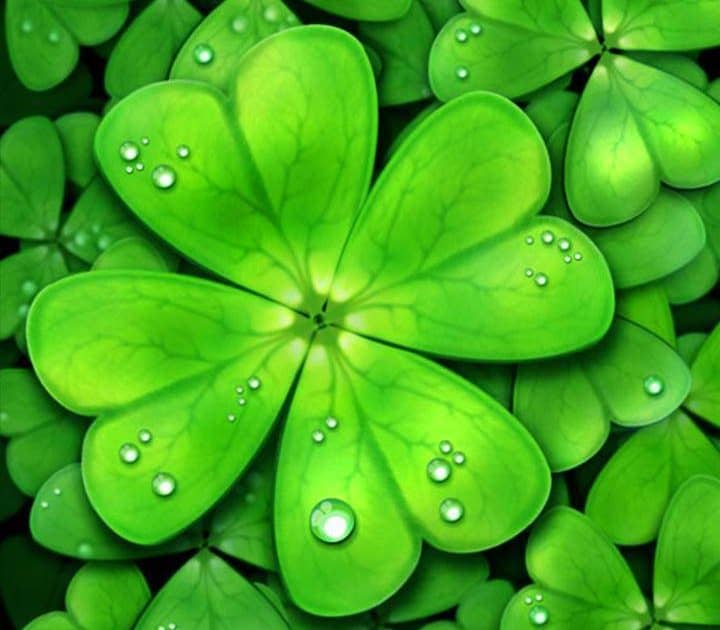 Close-up of green clover leaves with water droplets for eco-friendly themes.