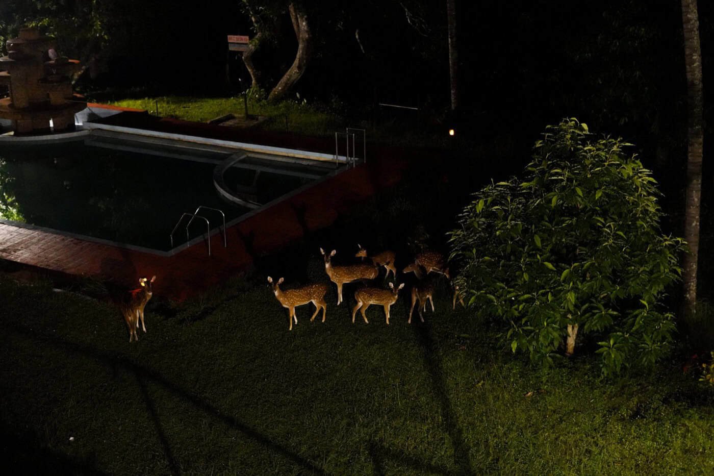 Group of deer near a pool and trees at night in a garden.