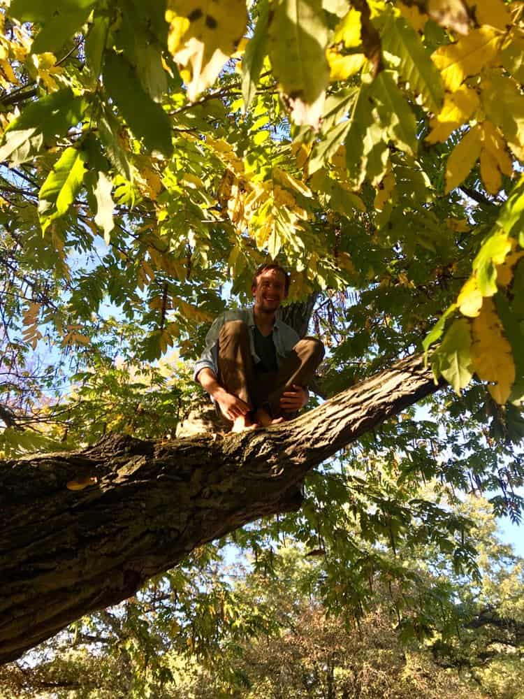 Person perched on tree branch among green and yellow leaves, sunny daytime.