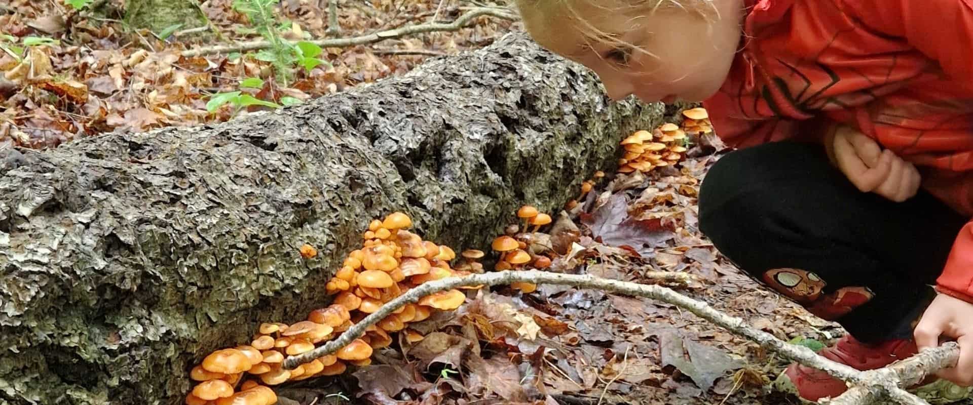 Child exploring and collecting mushrooms in a forest setting.