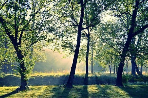 Global Ecovillage Network forest scene with sunlight through trees.