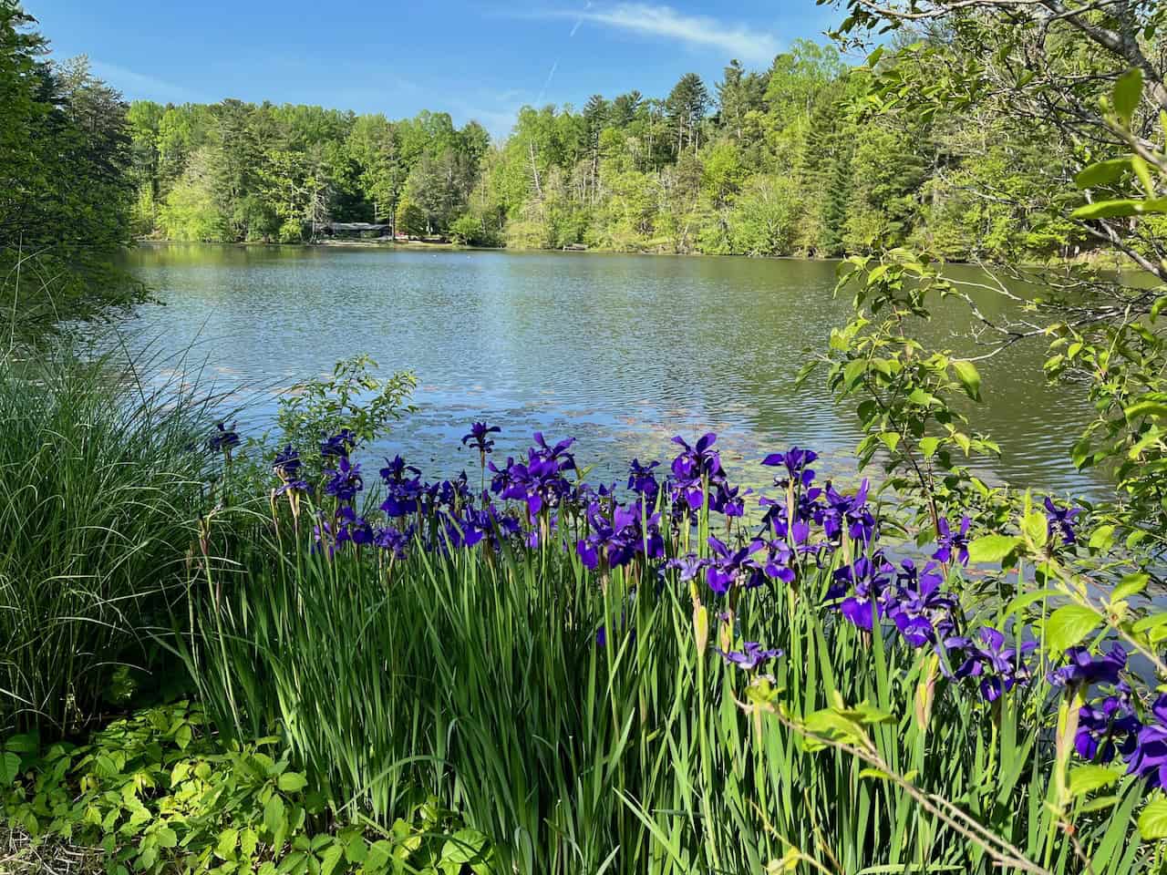Vibrant purple irises by a calm lakeside with greenery.
