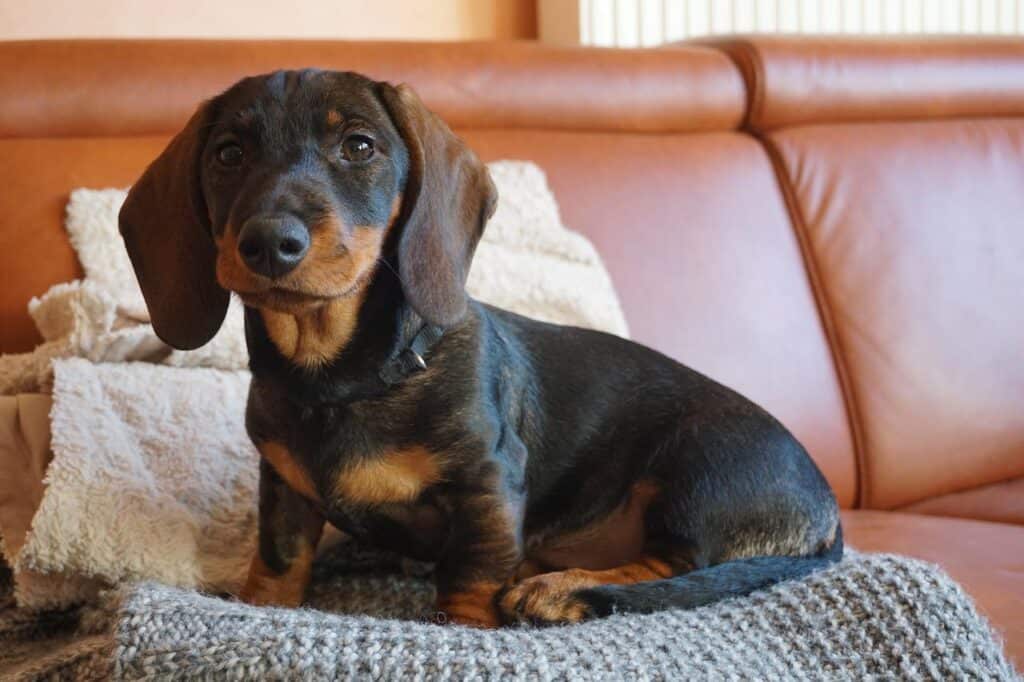 adopting a dachshund - a smooth haired dachshund relaxed on a leather sofa