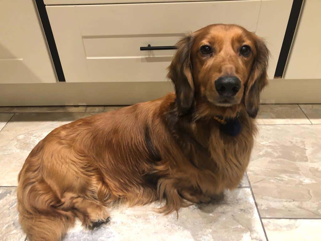 About Dachshunds - a standard long haired dachshund sitting on a tiled floor