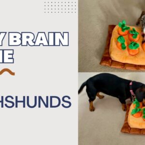 Easy Brain Game For Dachshunds – Carrot puzzle toy level 1