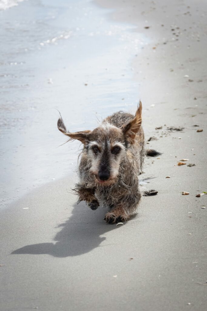 Are Dachshunds Good House Dogs
