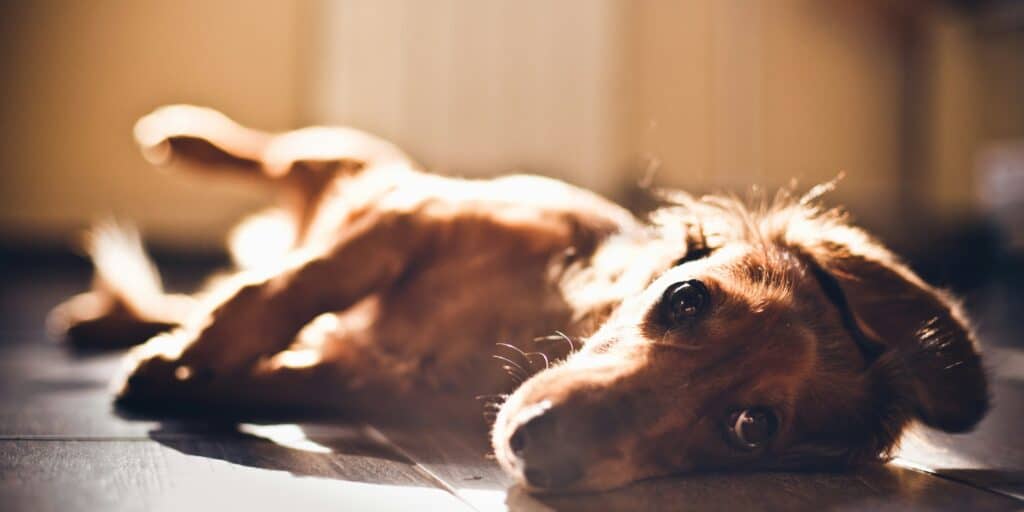 Are Dachshunds Good House Dogs