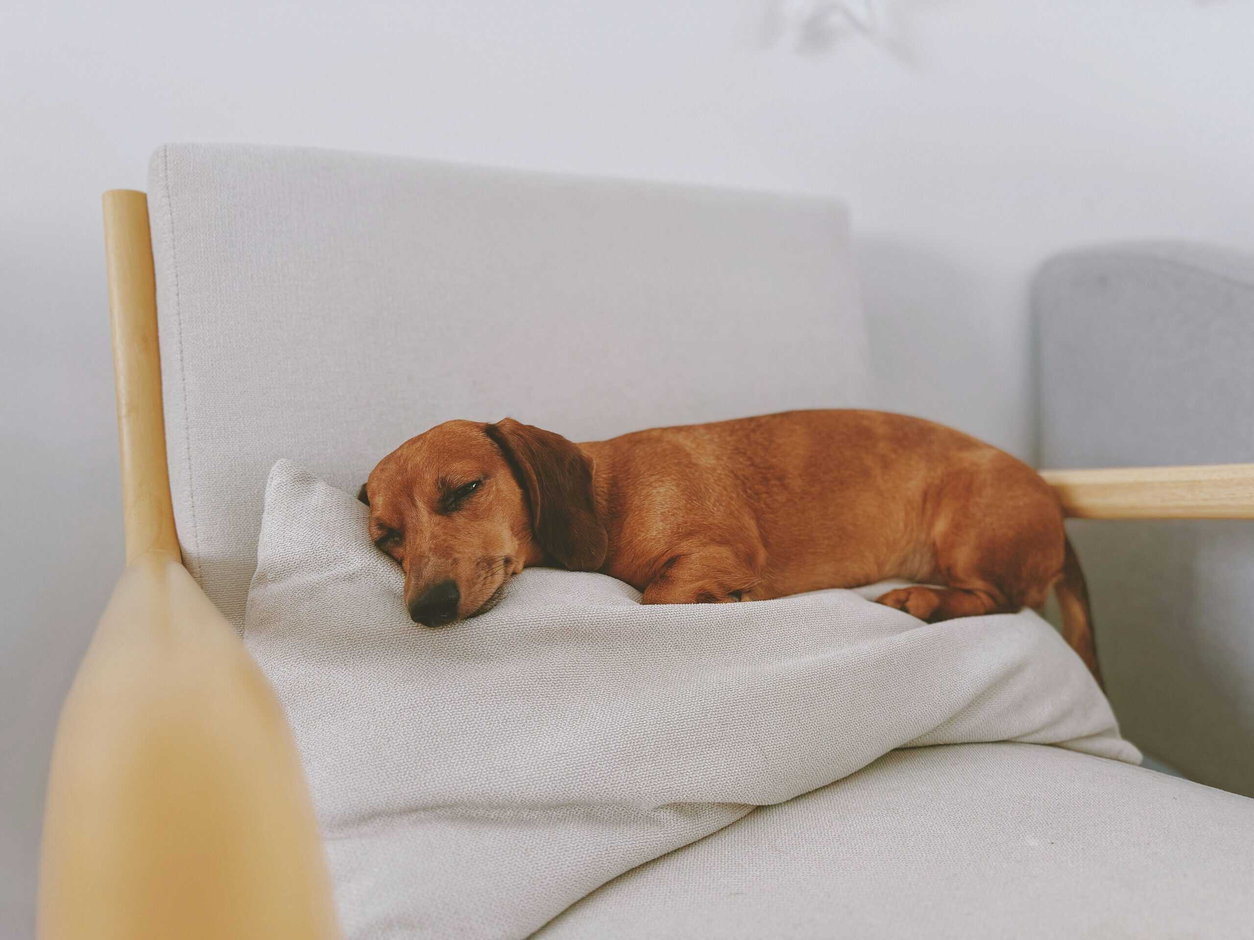 Are Dachshunds Hard To House Break