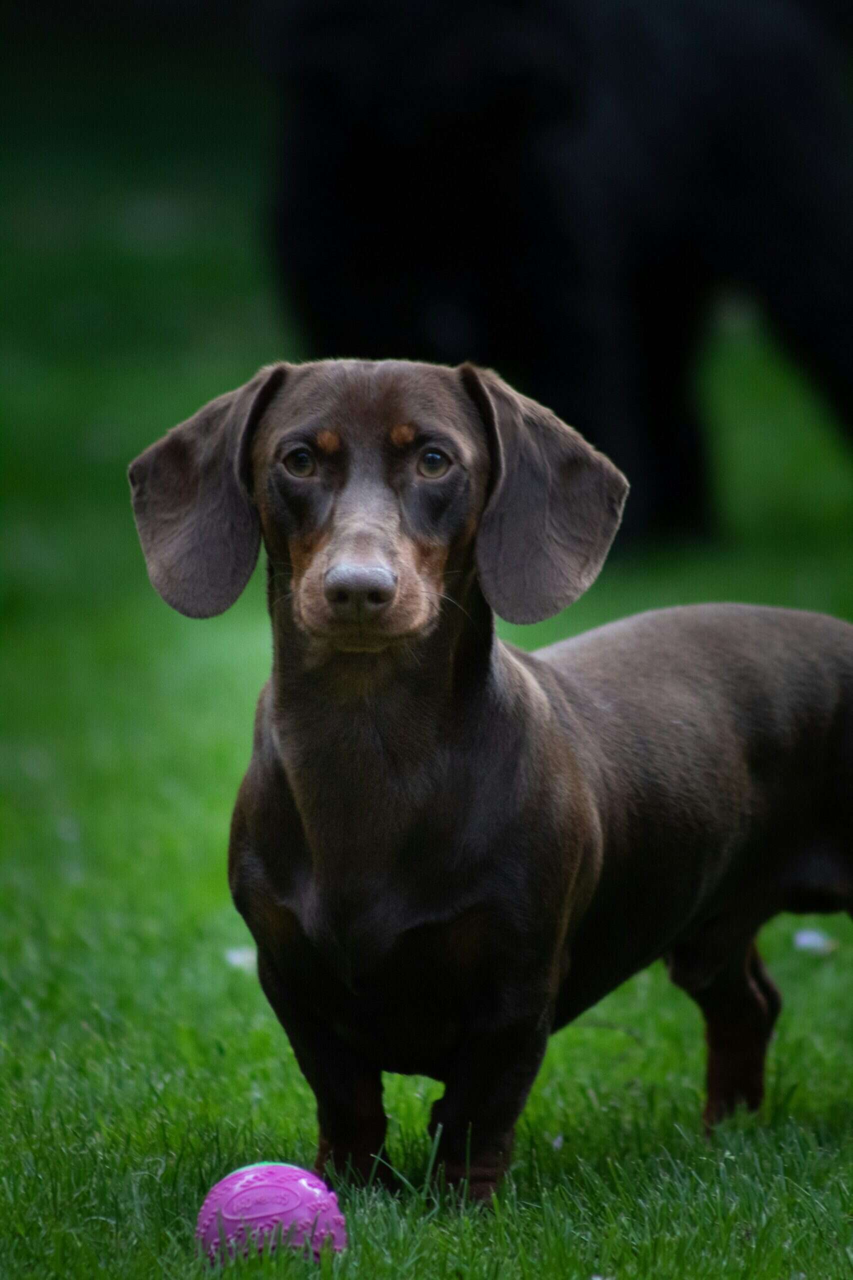 Dachshund Problems