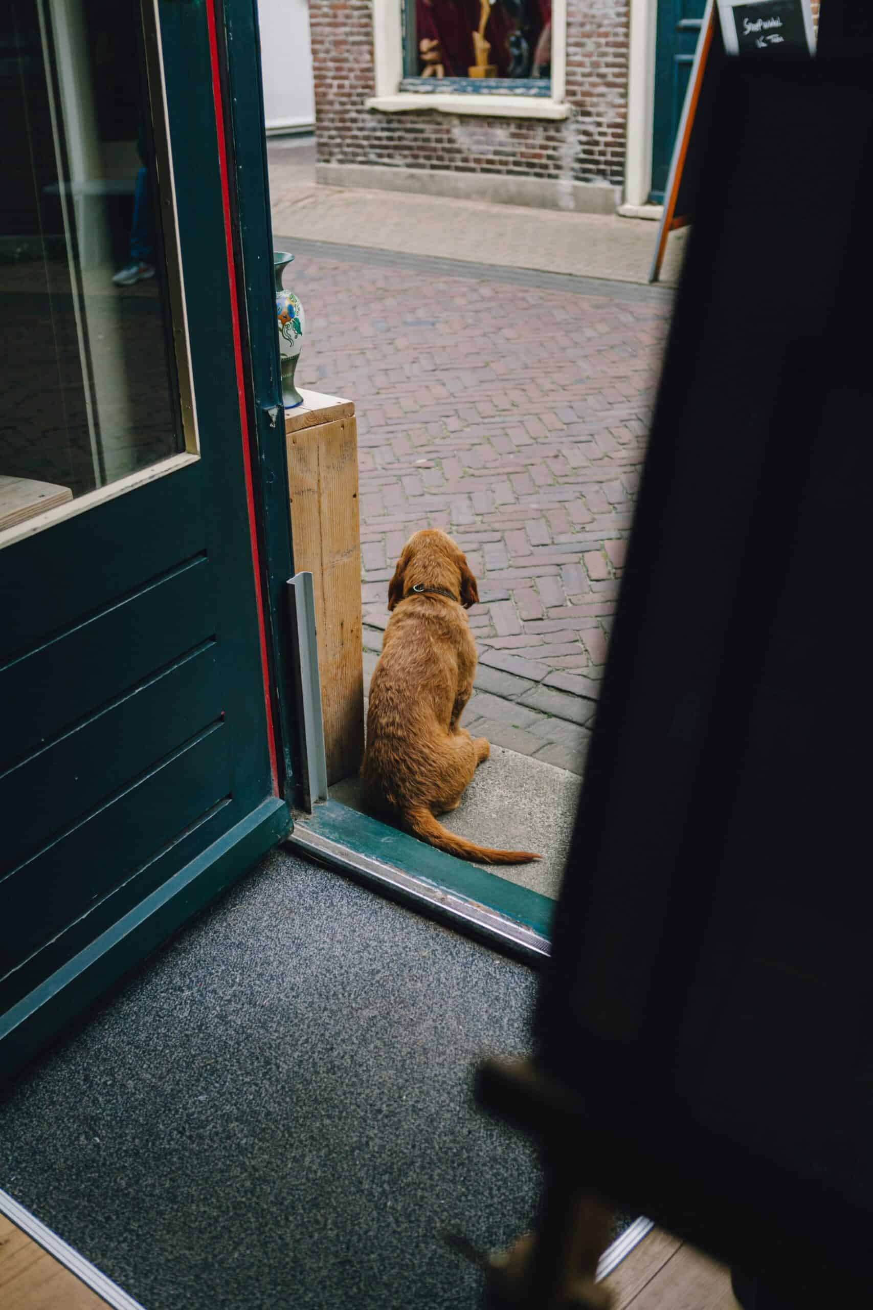 is it common for dachshunds to be sick scaled