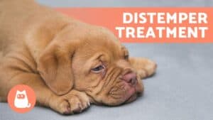 treating distemper in dogs at ho