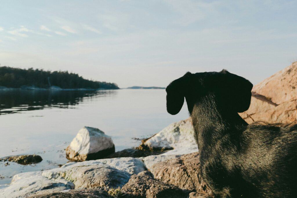 Is It Worth Getting A Dachshund