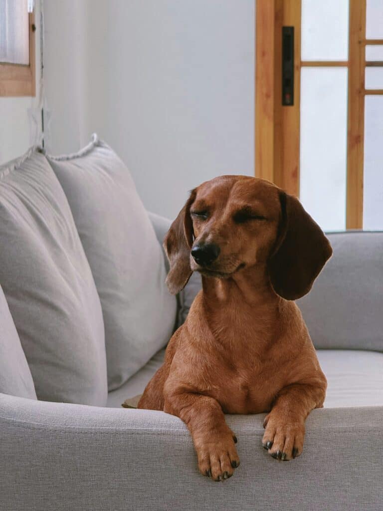 Do Dachshunds Pick One Person