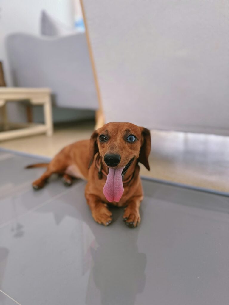 Do Dachshunds Pick One Person
