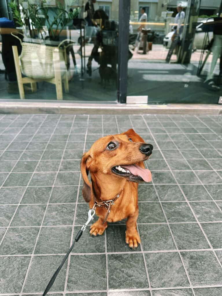 Do Dachshunds Pick One Person